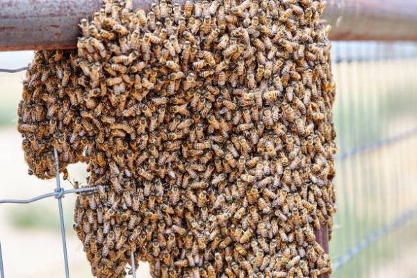 Idoso morre após ataque de abelhas em Fazenda Vilanova