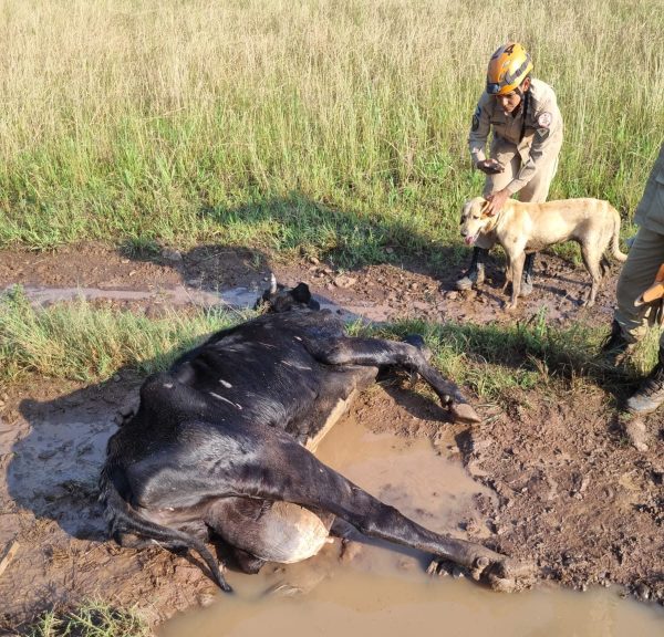 Vaca é encontrada viva 18 dias após a enchente em Colinas