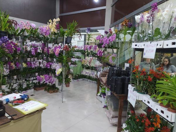 Exposição de Orquídeas se estende até domingo no Shopping Lajeado