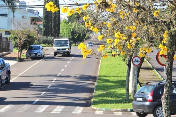 O Ipê-amarelo é patrimônio!