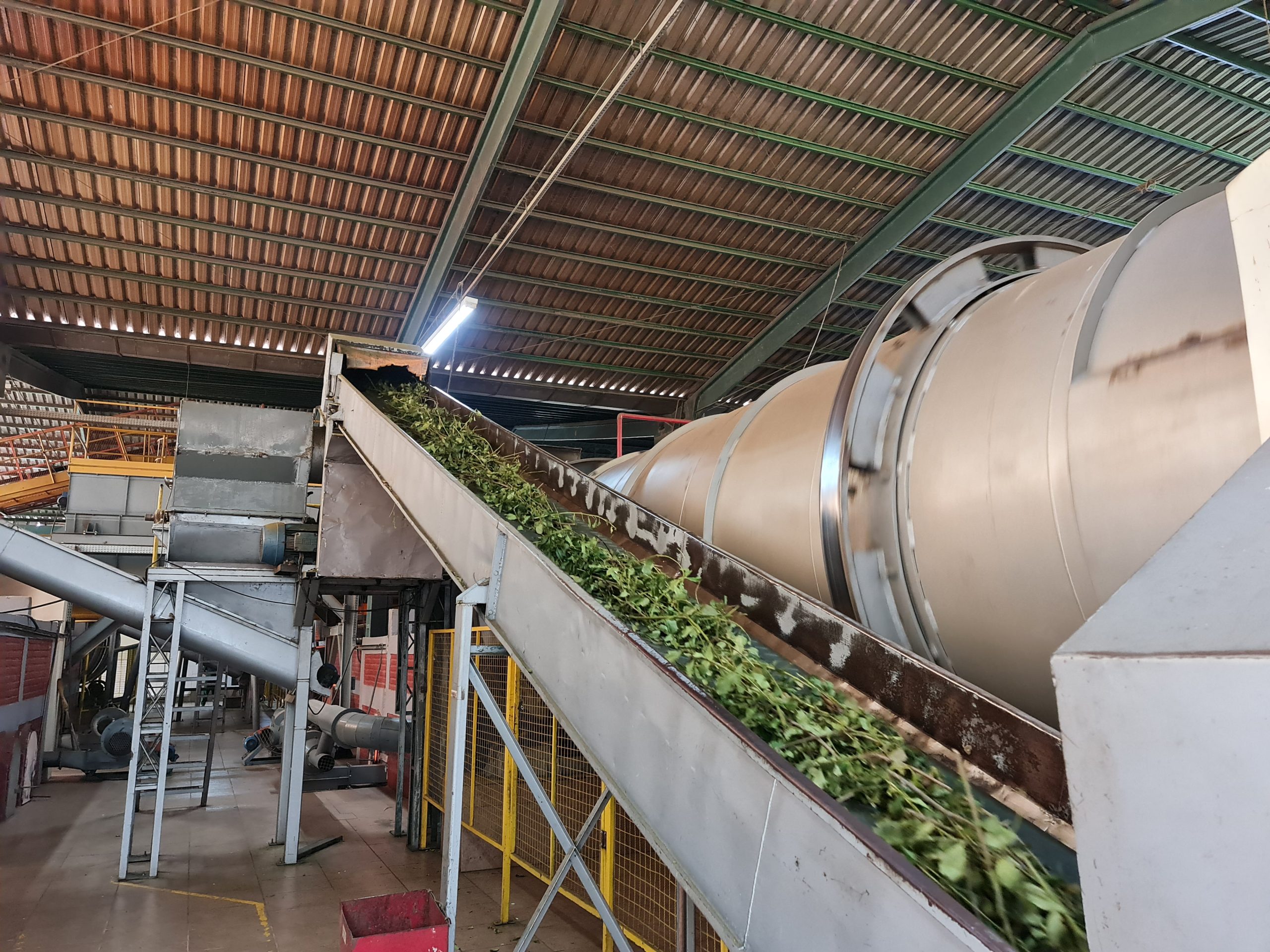 Ervateira de Ilópolis apresenta como é a industrialização da erva-mate