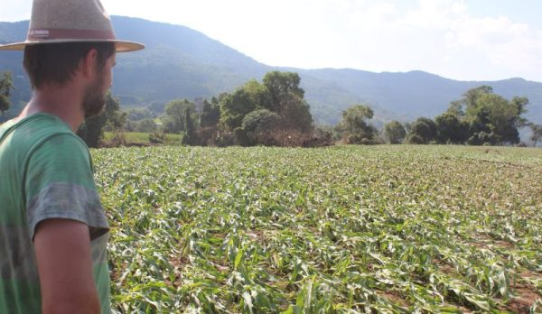 Estado divulga balanço do impacto das chuvas na produção rural