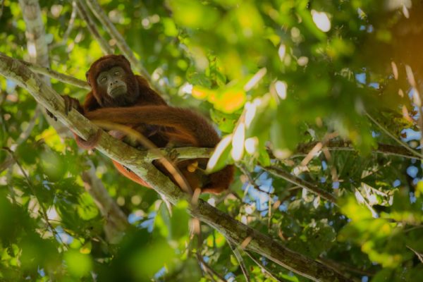 Estado alerta para nova circulação da febre amarela em macacos