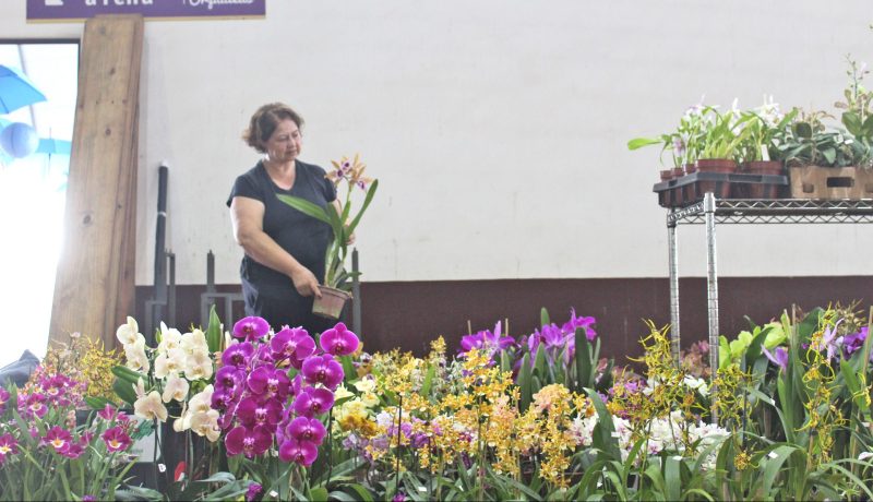 Festa das Orquídeas proporciona negócios e conhecimento