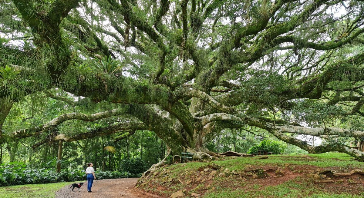 Figueira com quase 500 anos é atrativo turístico em Venâncio Aires