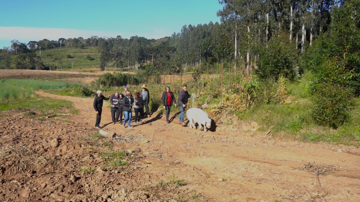 Com suíno engordado de forma comunitária, Festa da Partilha ocorre domingo em Ilópolis