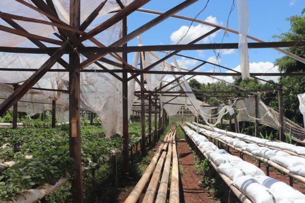 Setor primário estima prejuízo de R$ 2,6 milhões após temporal