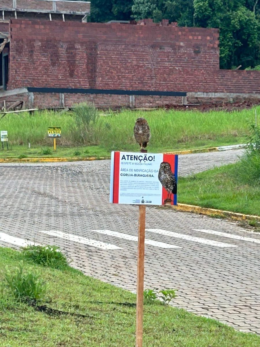 Coruja-buraqueira é fotografada em placa que pede respeito ao animal