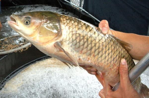 Feira do Peixe Vivo ocorre nesta sexta-feira em Lajeado