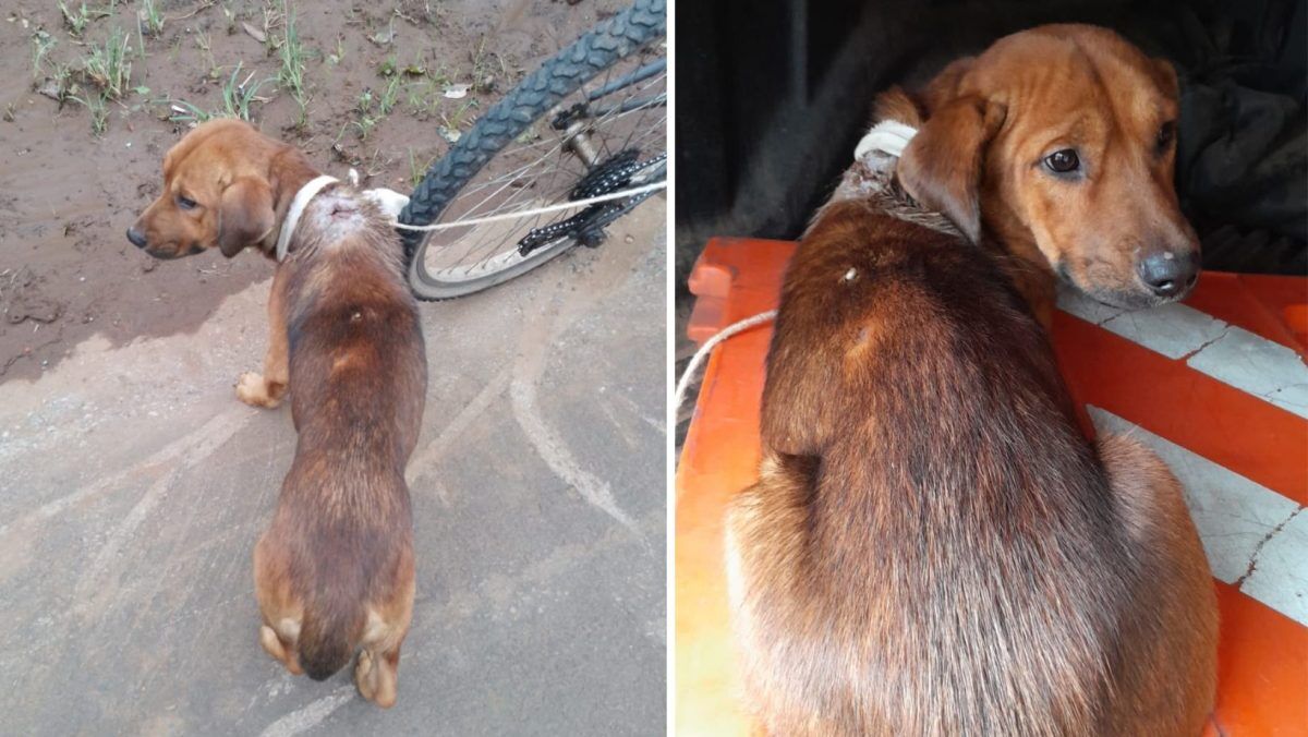 Polícia prende homem por arrastar cão em bicicleta