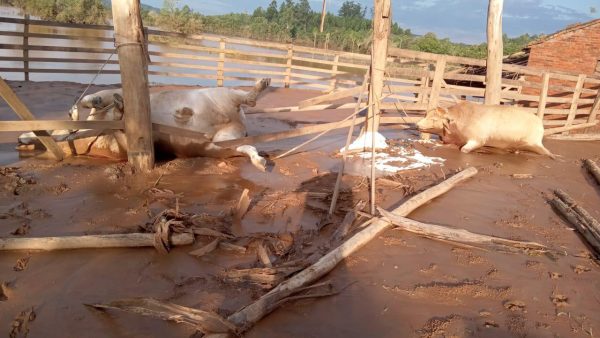 Cheia causa morte de mais de 4 mil cabeças de gado em Venâncio Aires
