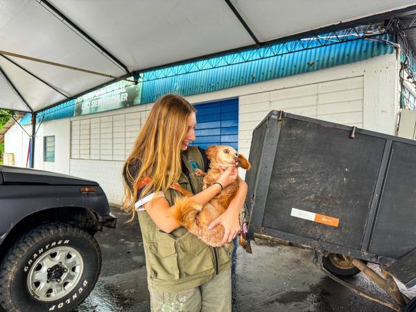 Cuidado com os pets ajuda amenizar dor das vítimas