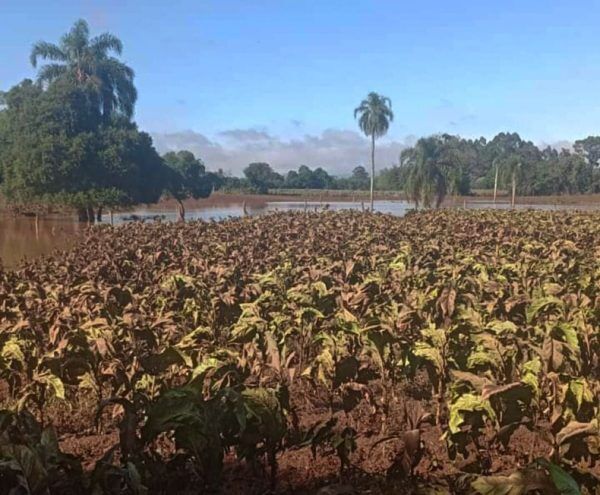 Venâncio Aires contabiliza as maiores perdas na produção de tabaco do RS