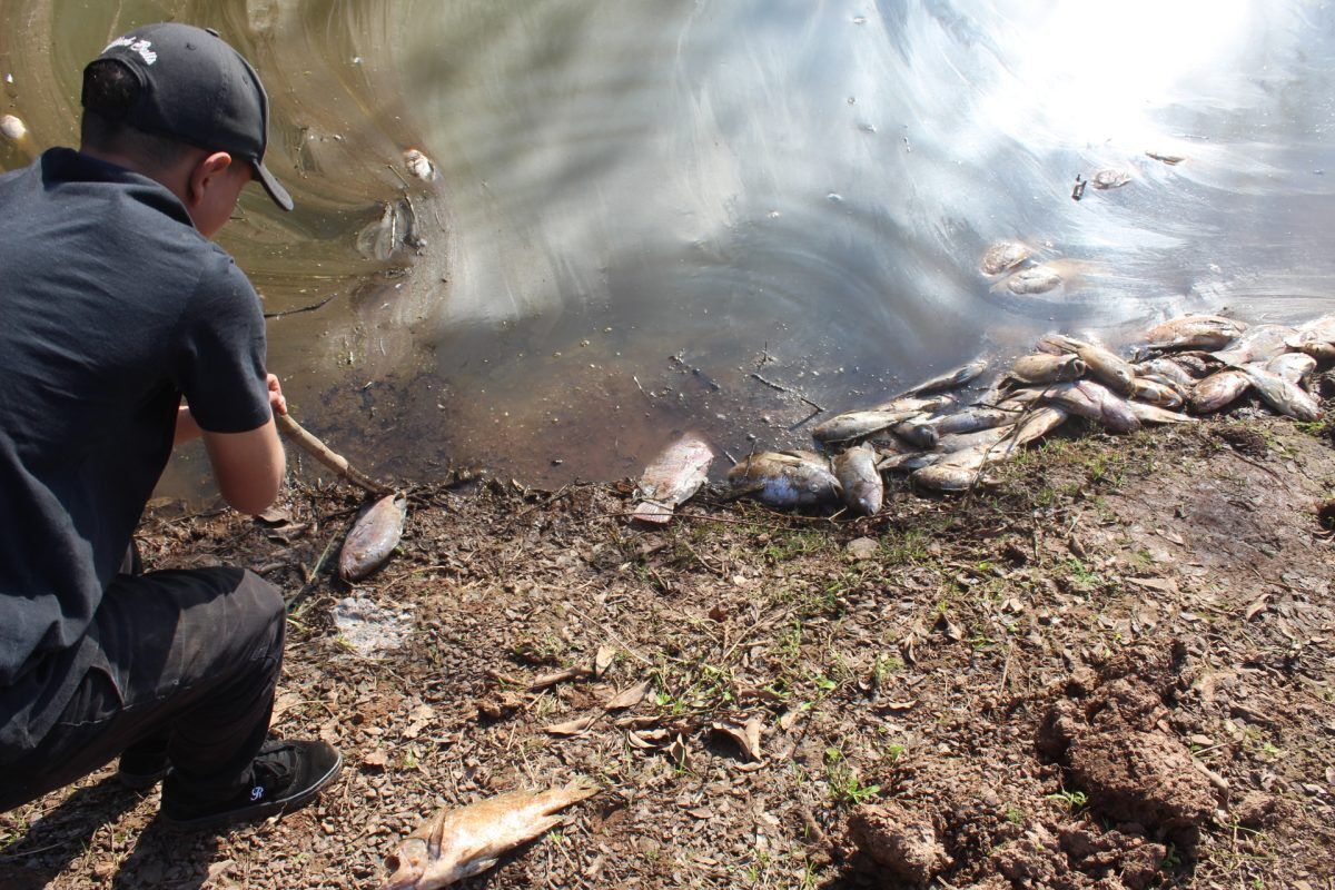 Frio extremo pode ter provocado morte de peixes