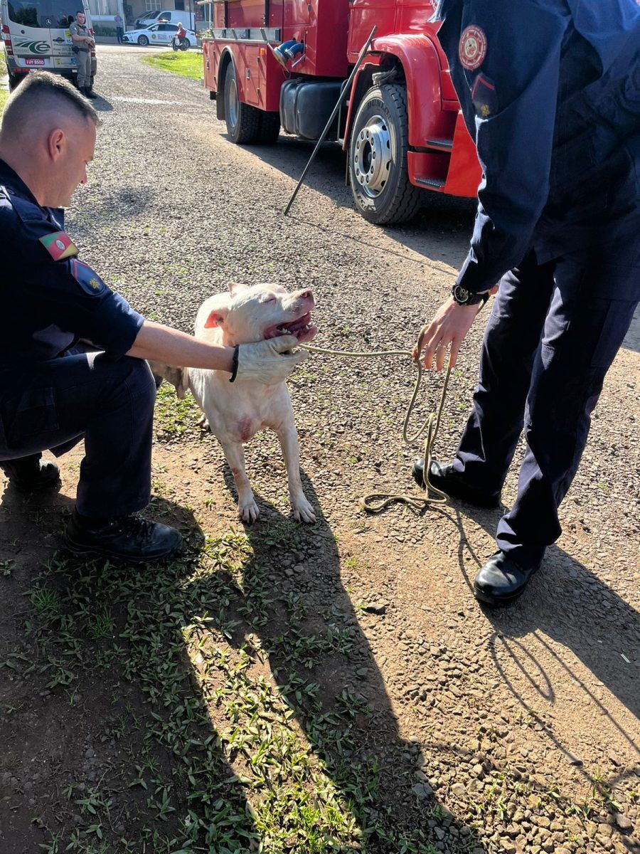 Cão da raça Pitbull é capturado após matar cachorro de menor tamanho