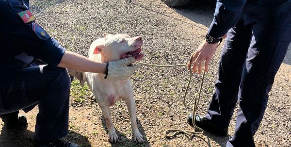 Cão da raça Pitbull é capturado após matar cachorro de menor tamanho