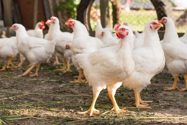 Após identificar foco de vírus no Vale, Brasil suspende exportações de frango