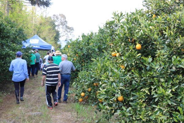 Tarde de Campo em Arvorezinha destaca cultivo de frutíferas