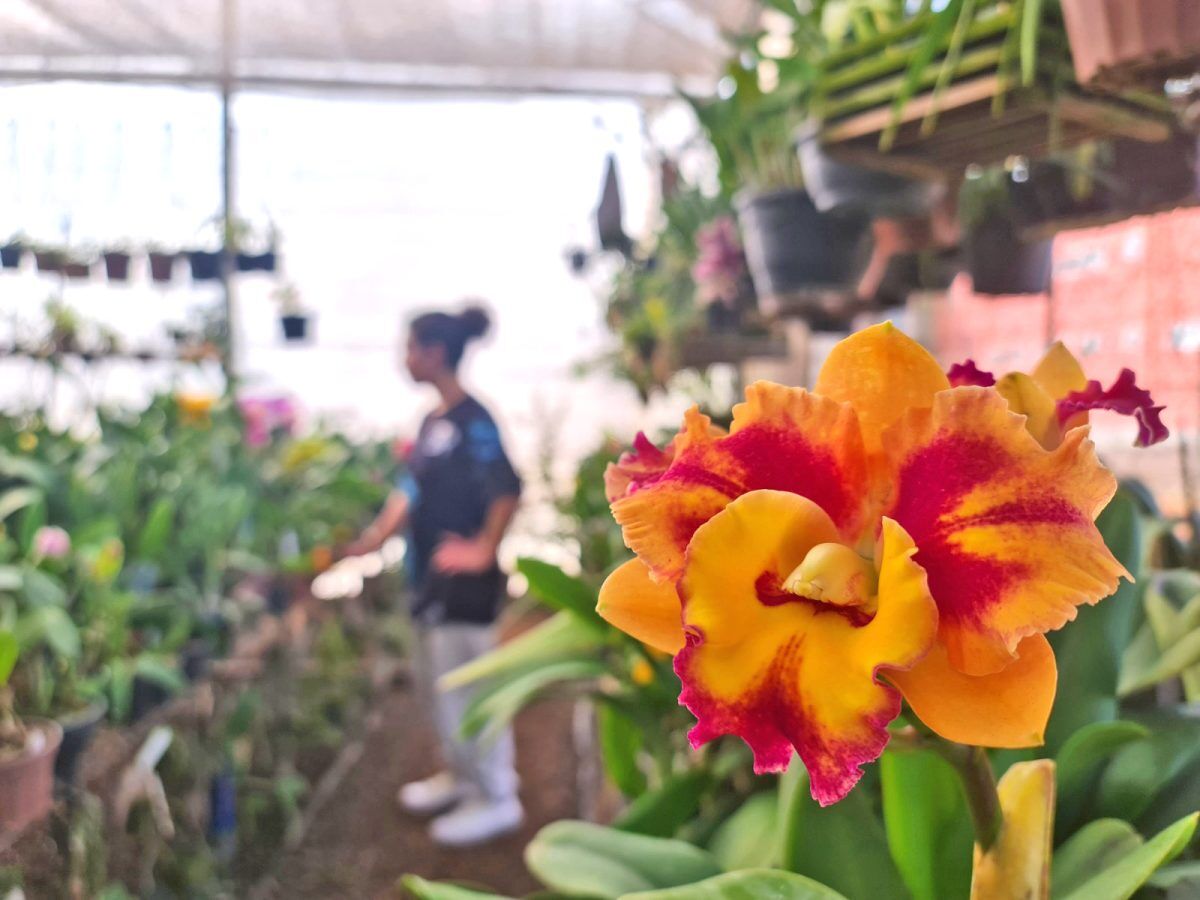 Mato Leitão: cidade das orquídeas, igrejas e da melhor cuca