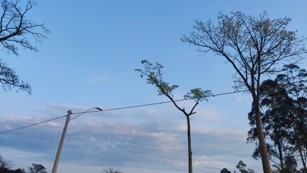 Tempo firme e ensolarado para esta quinta