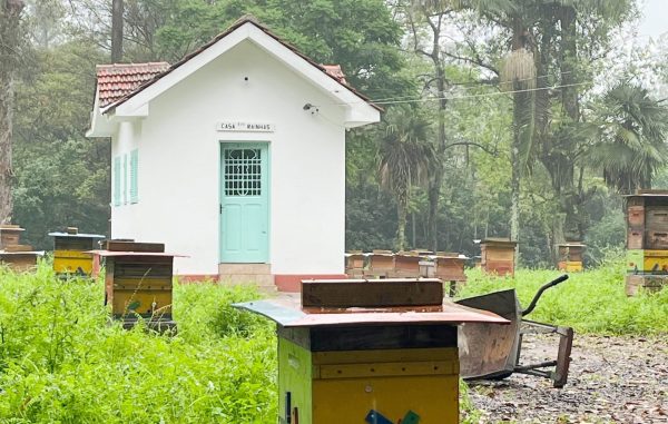 Parque apícola em Taquari busca restaurar equilíbrio após cheias