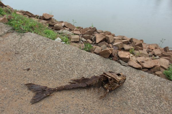 O Rio Taquari dá peixe