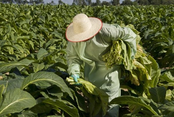 Venâncio Aires é o maior produtor de tabaco da região dos Vales