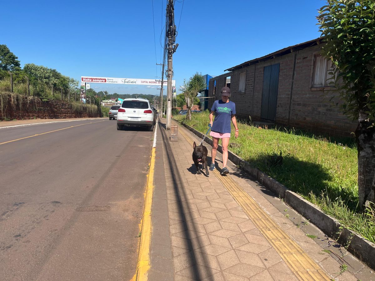 Câmara aprova lei que regula criação e circulação de pitbulls