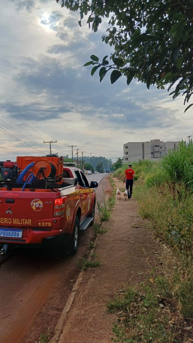 Bombeiros resgatam cães soltos no bairro Montanha