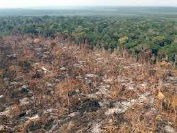 Luciane E. Ferreira: É urgente agir em favor do ambiente