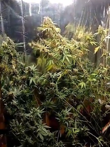 Estufa de maconha é descoberta em quarto de jovem