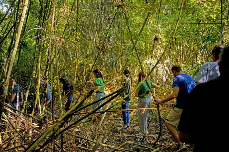 Espécies nativas enriquecem flora e fauna da nova área