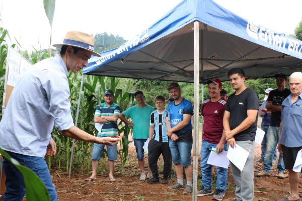 Dia de Campo destaca adubação, manejo do milho e controle da cigarrinha