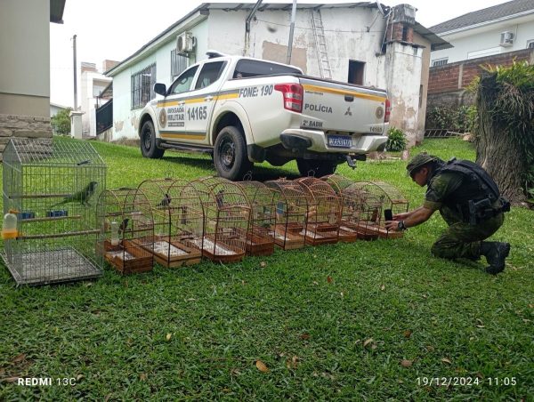 Pássaros silvestres em cativeiro são apreendidos em Venâncio Aires