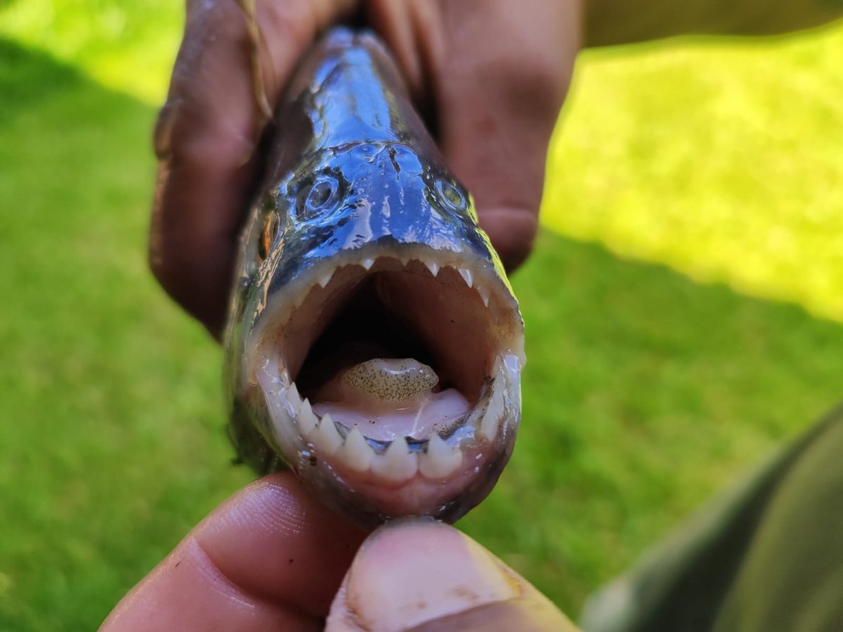 Palometas surgem em lagoa de Cruzeiro do Sul