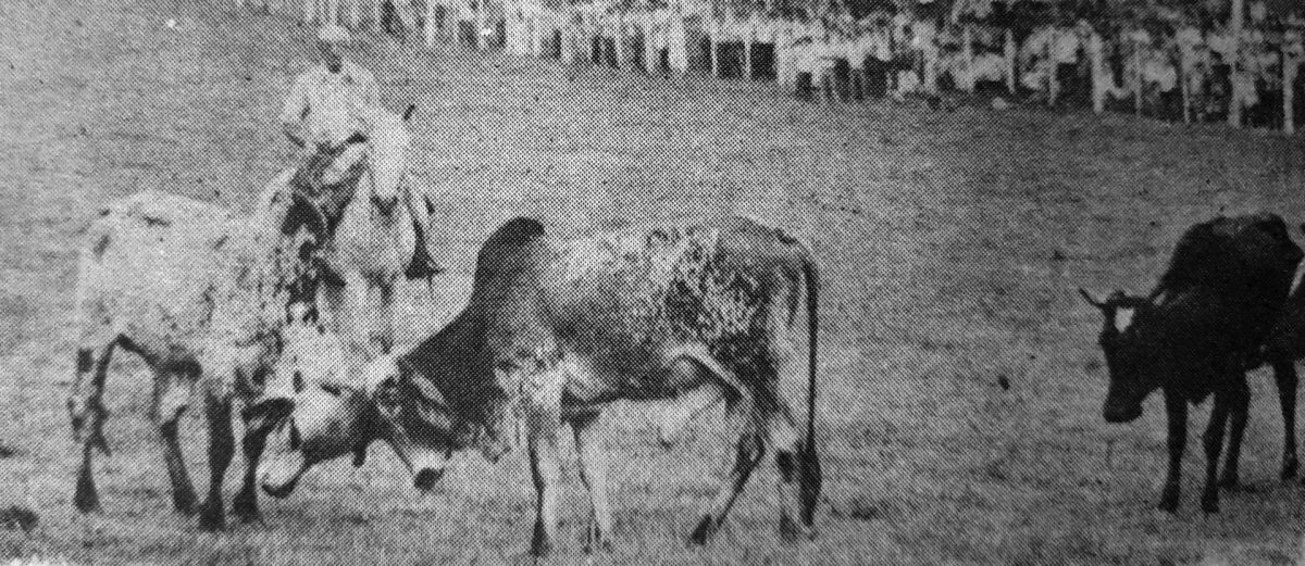 Há 50 anos, 10º Rodeio Crioulo de Progresso