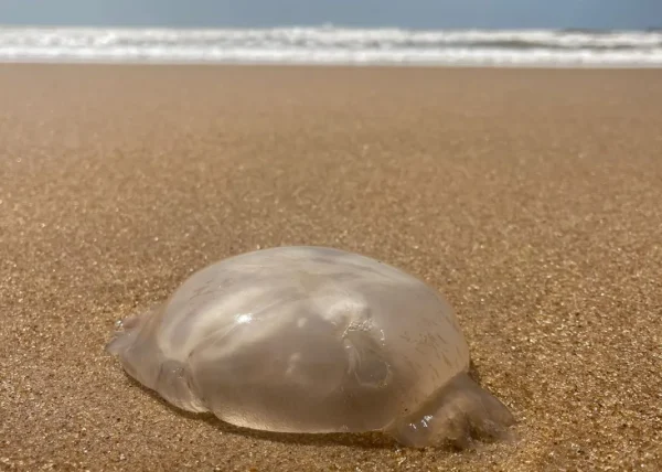 Queimaduras por águas-vivas triplicam em relação ao início do verão passado