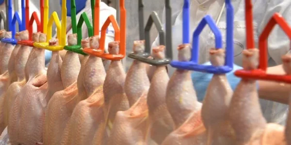 Produção brasileira de carne de frango deve crescer 2,9% em 2025, mas desafios persistem