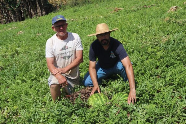 Em Mato Leitão, produtor colhe melancias de até 15 quilos