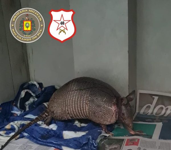 Homem é preso por crime contra a fauna em Estrela