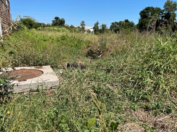 Moradores do Moinhos sofrem com terreno abandonado e infestação de animais