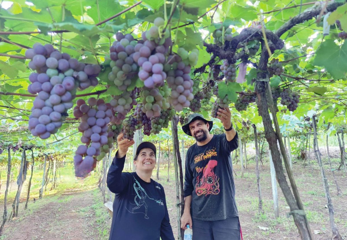 Colhe e pague de uvas em Muçum se estende até dia 15