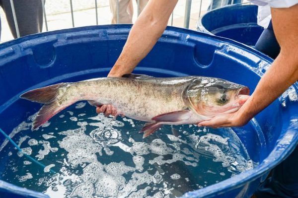 Feira do Peixe Vivo ocorre neste sábado em Arroio do Meio