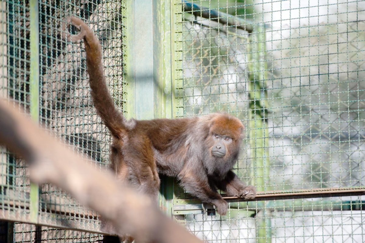 Vítimas da espécie humana, animais contribuem para educar as novas gerações