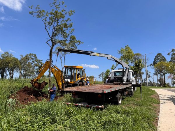 Lajeado transplanta árvores ao Parque Ney Santos Arruda