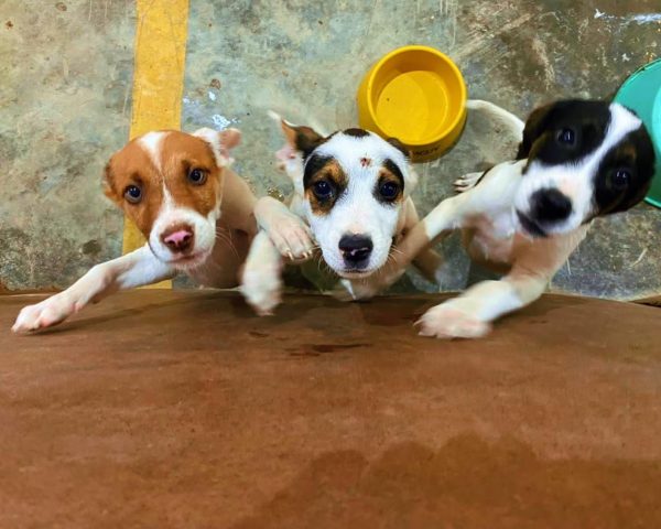 Feira de adoção de animais do ano ocorre no sábado