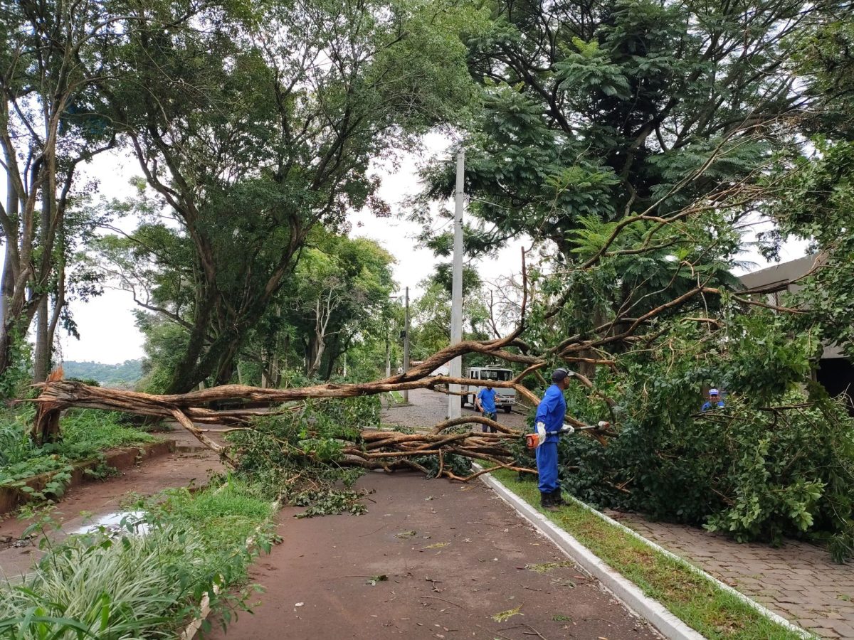 Queda árvores afetam trânsito e rede elétrica na Oswaldo Aranha