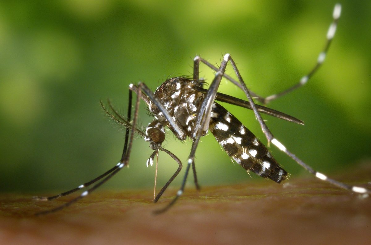 Em menos de uma semana, município confirma segundo caso de dengue