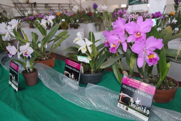 Mato Leitão sedia Exposição Regional de Orquídeas Cattleya Labiata em março