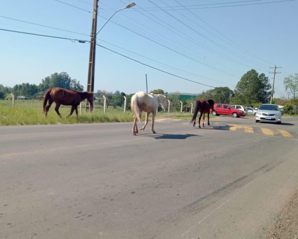 Governo busca solucionar problemas com animais soltos em via pública